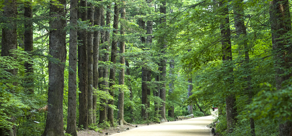 오대산 전나무숲길