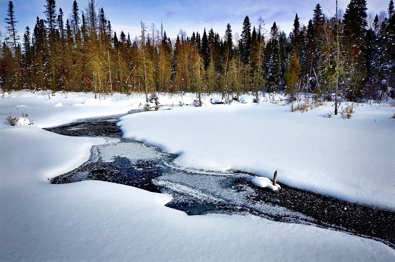 남극 토양 염도 변화와 식물 내 이온 균형 유지 전략