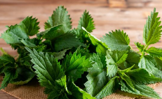 등산 갔다가 풀독 올랐을 때 쎄레스톤지 크림이 직빵!