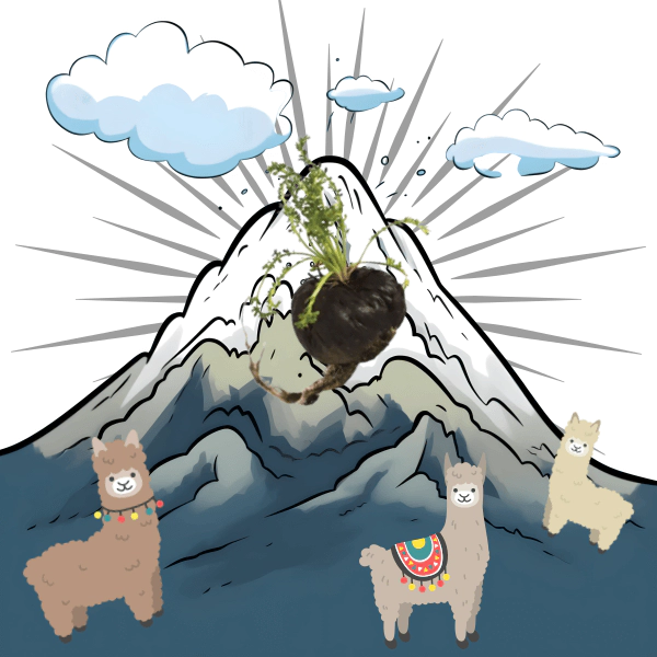 블랙마카-기원-효능