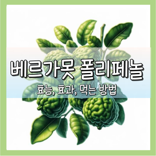 베르가못 폴리페놀 효능,효과,먹는방법