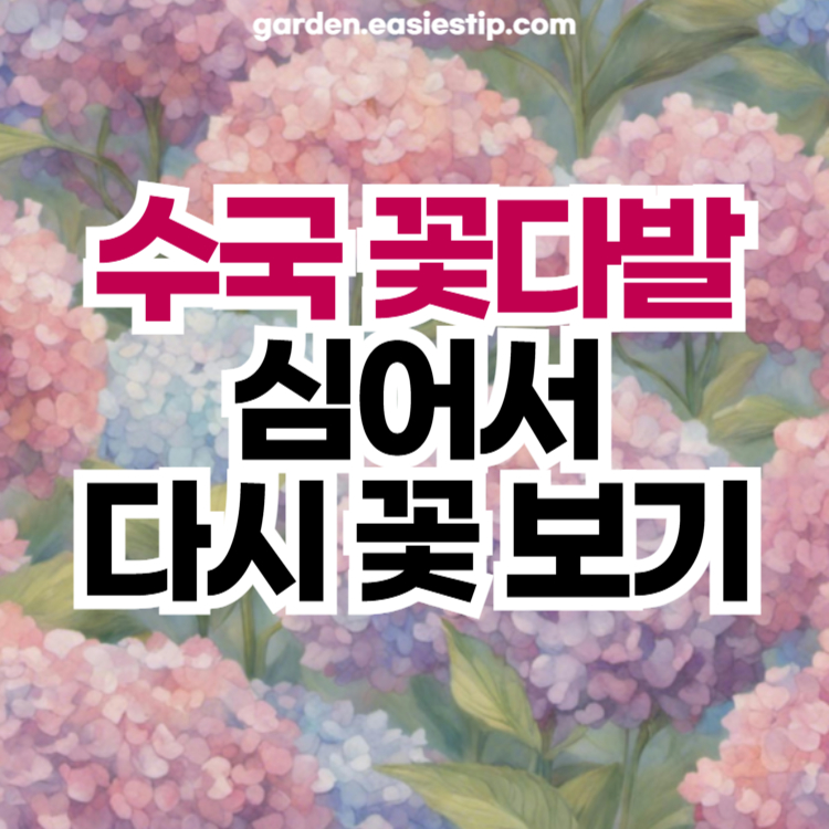 수국 꽃다발 심어서 다시 꽃 보는 방법
