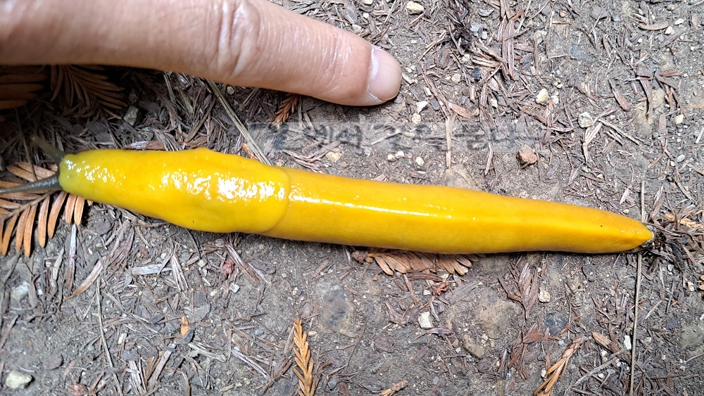 Purisima Creek Redwoods Open Space Preserve