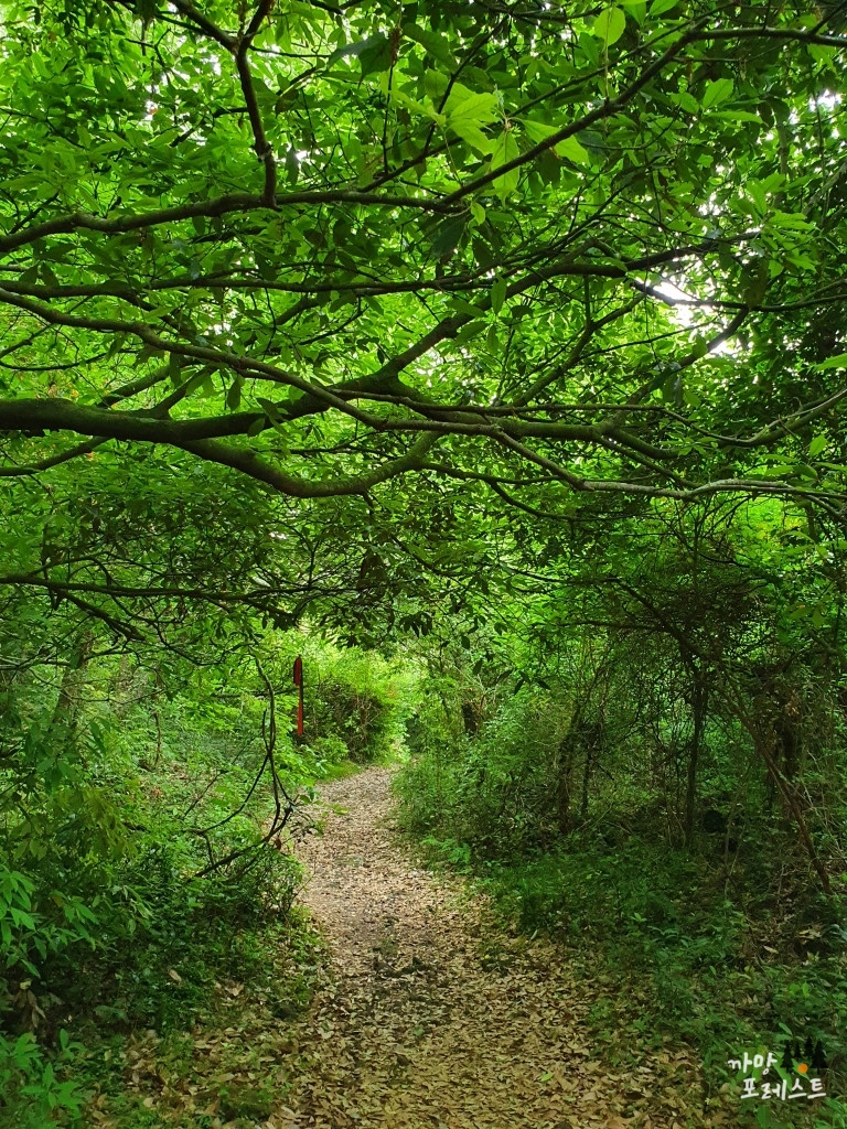 오소소 게스트하우스 무릉곶자왈