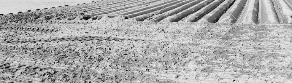 아스파라거스 재배방법: 아스파라거스 씨앗