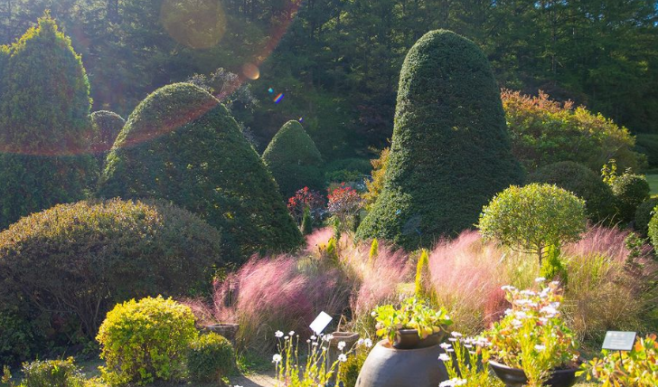 가을국화축제-아침고요수목원-피나클랜드