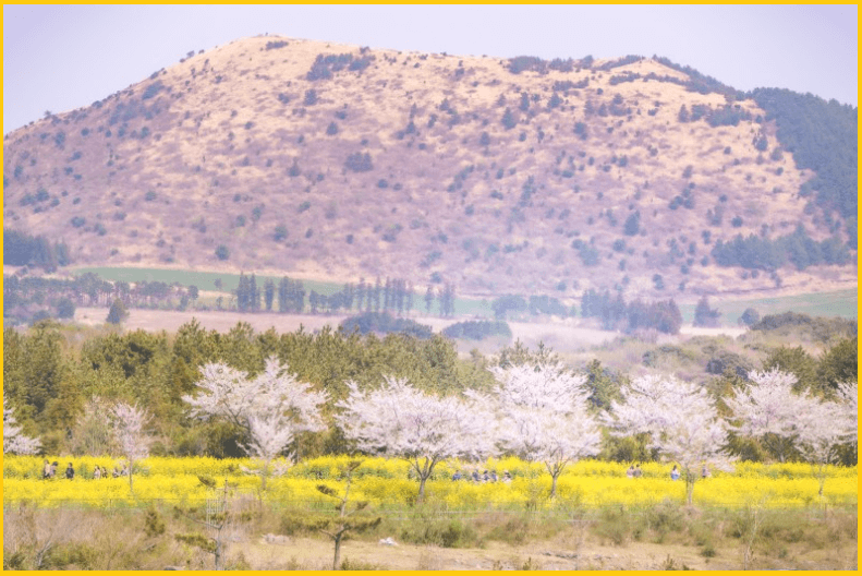 24년-유채꽃명소-가는길-안내