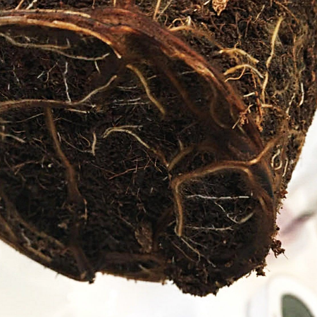 다육식물 분갈이 2단계 다육식물 뿌리 흙 털기