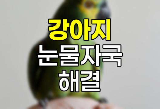 강아지 눈물 자국 원인과 해결책