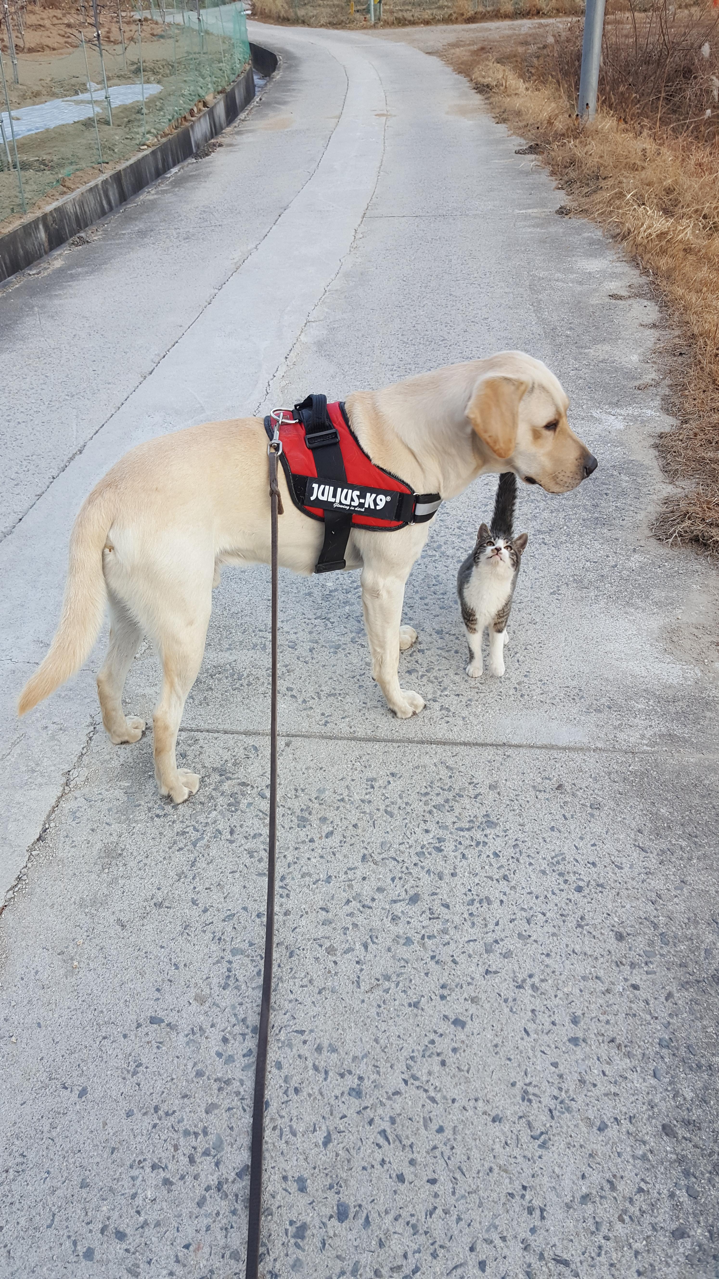 개와 고양이는 친해질 수 있다! 환상의 짝꿍 만드는 비법 대공개 관련 사진