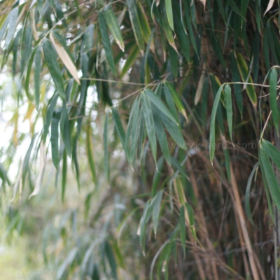 집주변의 대나무와 대나무잎