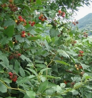 복분자 효능 부작용 고르는법 먹는법