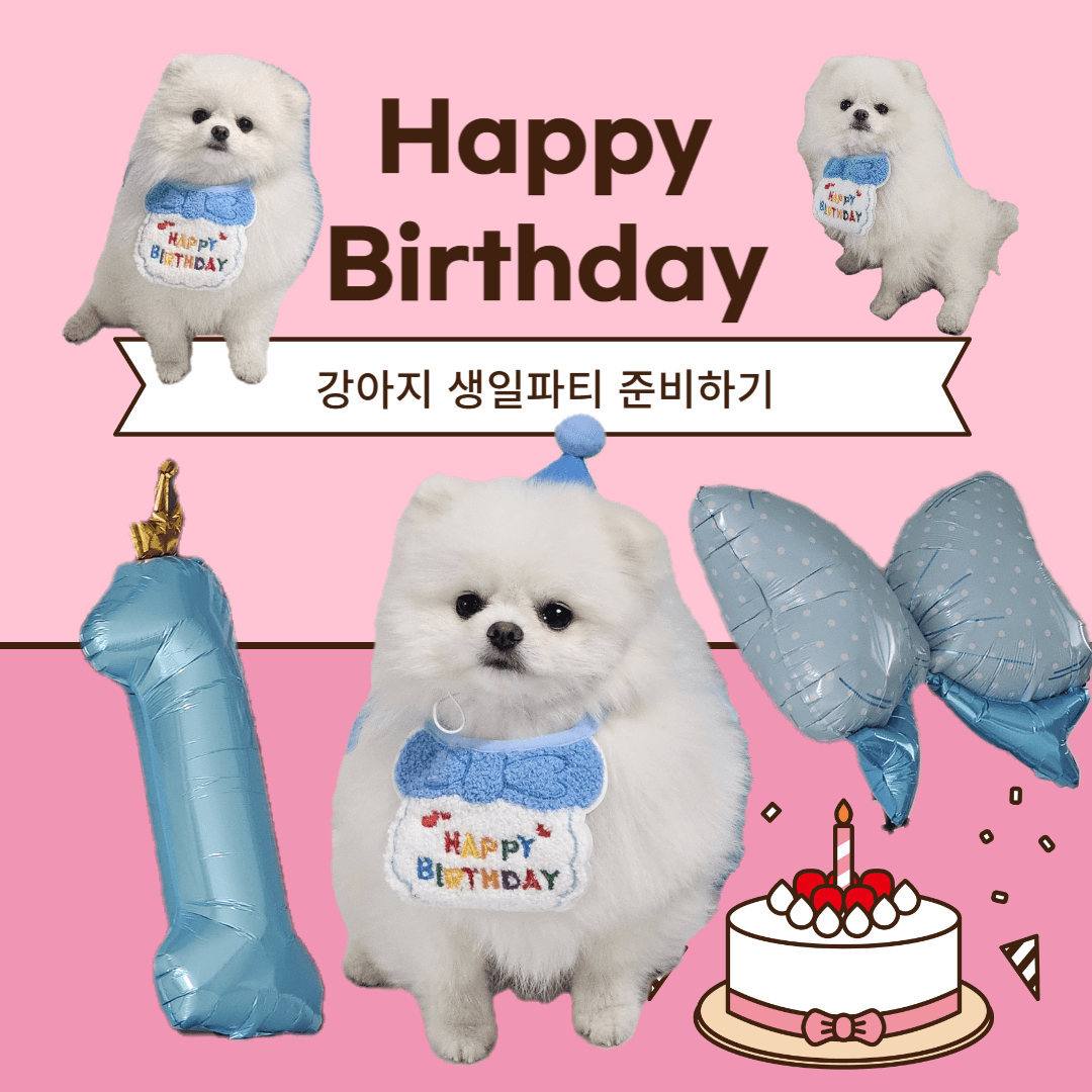 강아지-생일파티