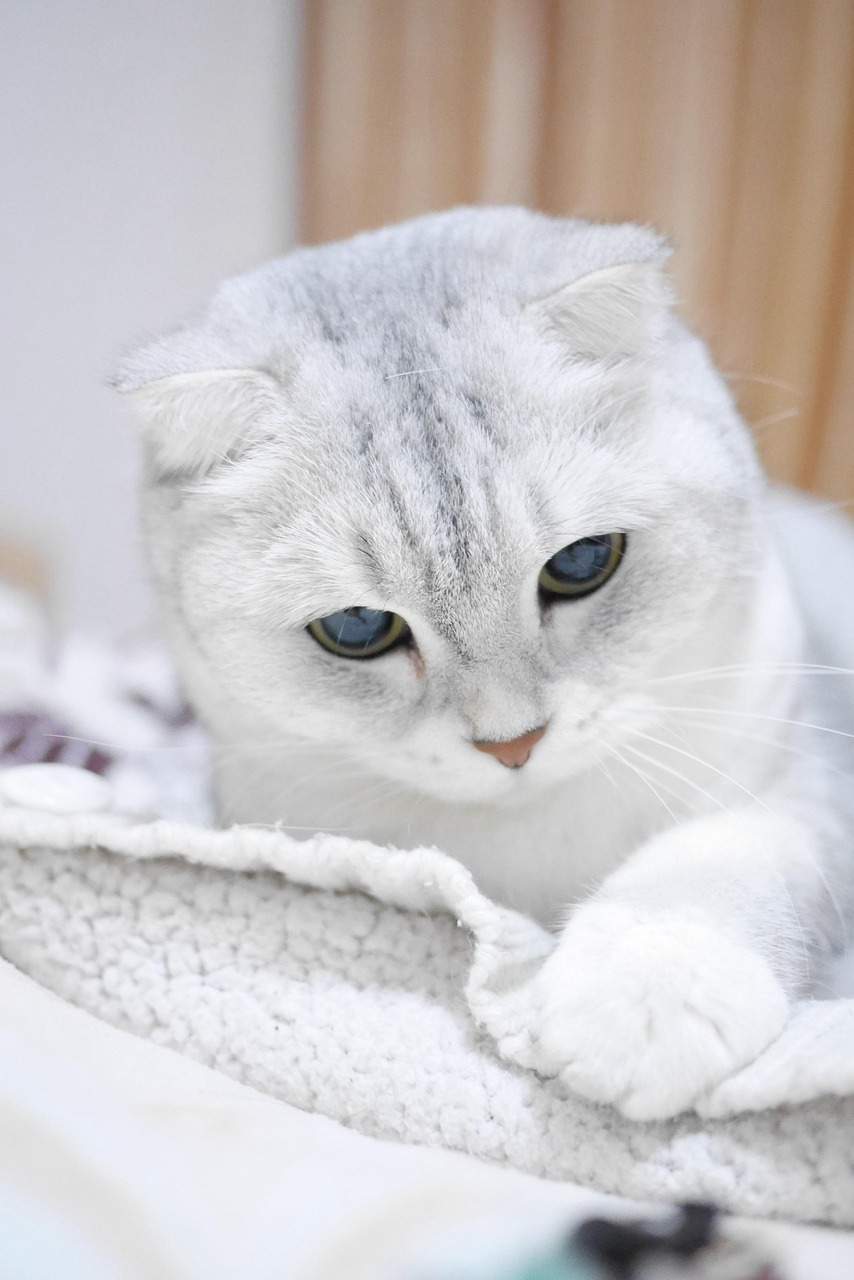 고양이 사진