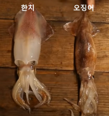 한치 오징어