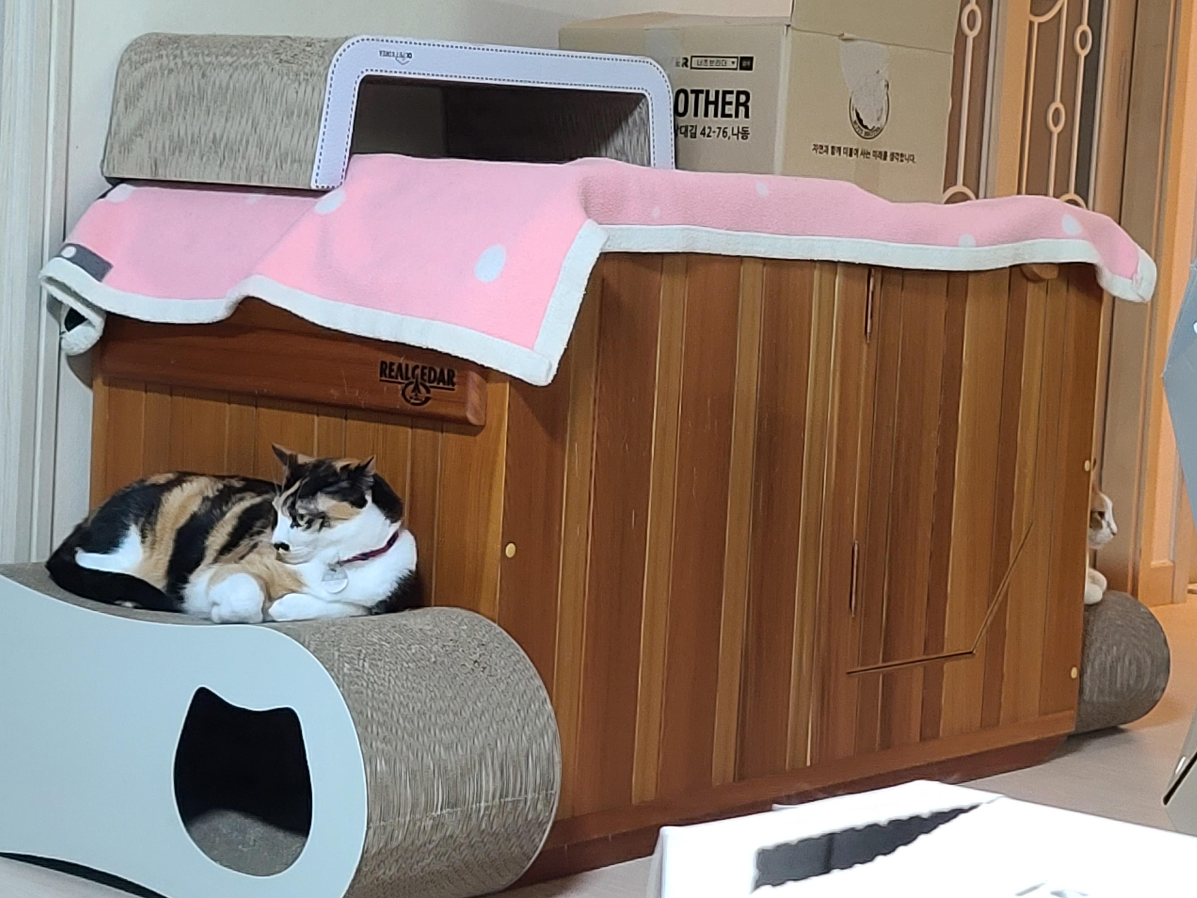 집사가 사준 스크래쳐를 잘 써주는 고양이들. 고양이들에게 스크래쳐가 꼭 필요한 이유.