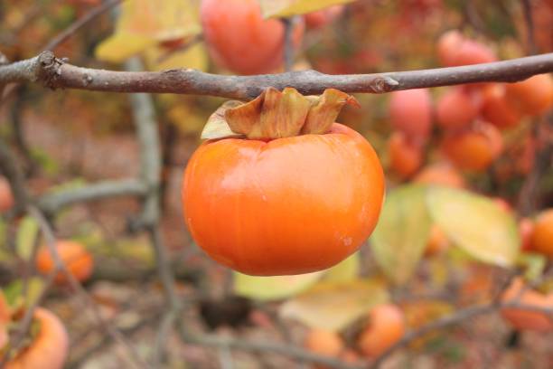 단감 효능 10가지와 부작용 및 보관법