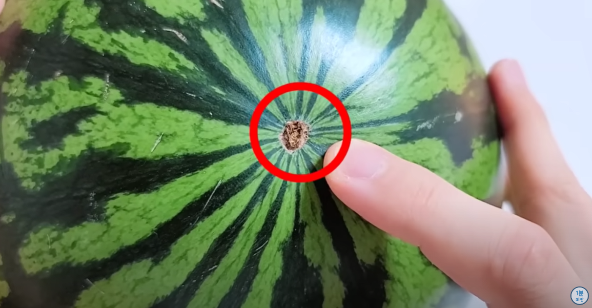 배꼽이 작은 수박