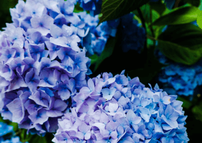 해남 포레스트(4est) 수목원 수국축제 입장료&amp;#44; 주차장&amp;#44; 맛집 