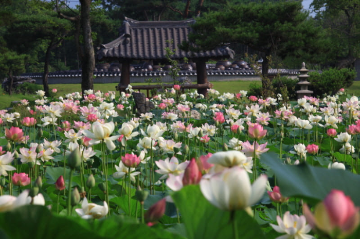 2024 세미원 연꽃축제