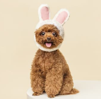 강아지 귀여운 사진 보는 순간 심쿵! 하루 스트레스 풀리는 힐링 모음집