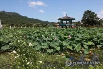 연근 재배 연못 재배 물 수위 관리 비료 주기_12
