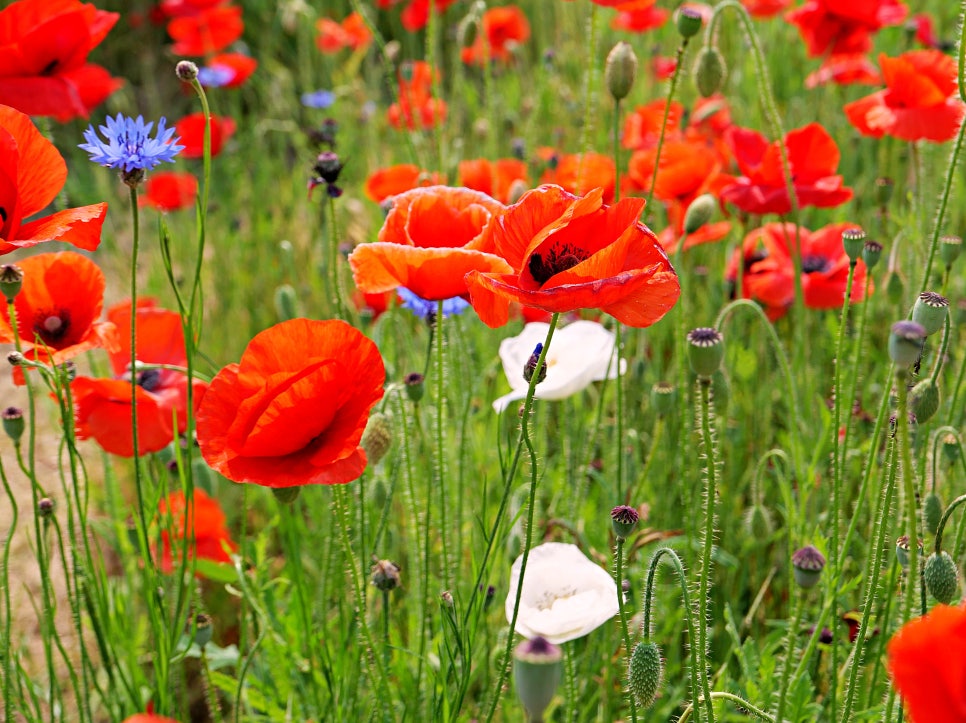 수원 탑동시민농장