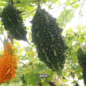 여주 효능
