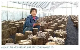 느타리버섯 재배 배지 수분 온도 관리 초보 성공_4