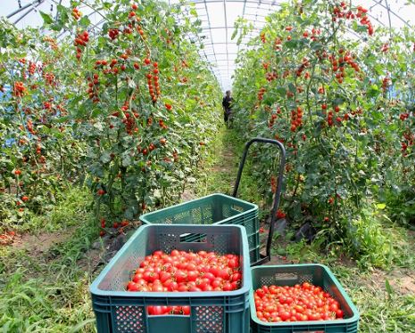 5월에 심는 밭작물