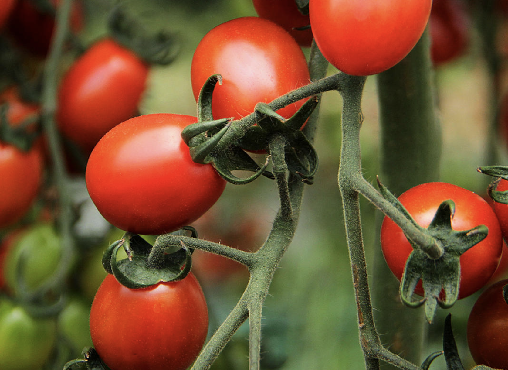 방울토마토 보관방법