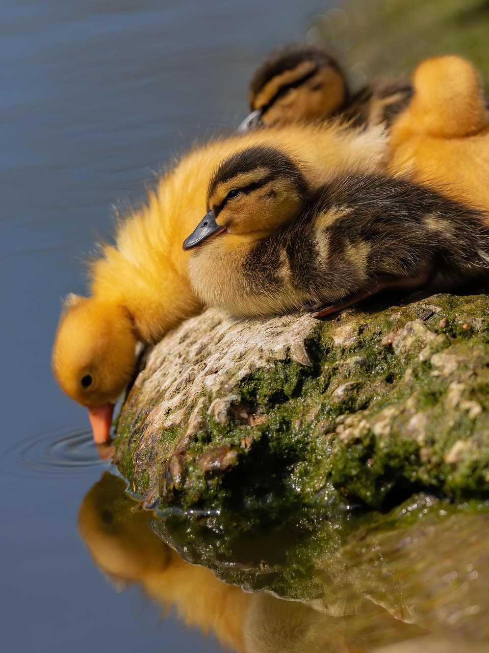 2025 실수령액 계산기