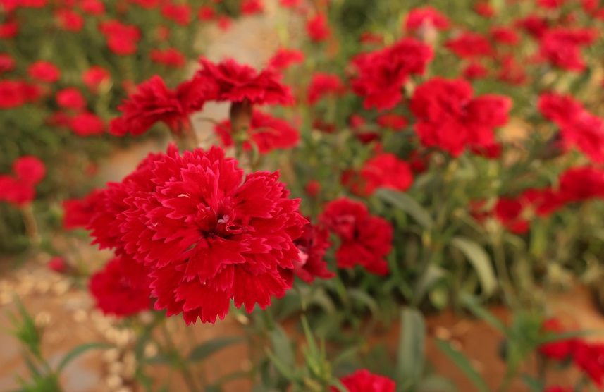 카네이션 관련 사진