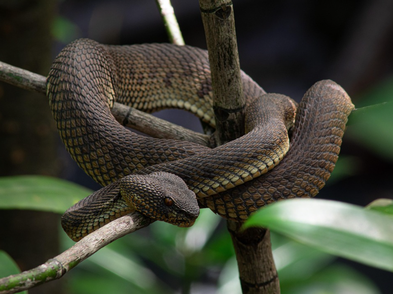 뱀 해독제 개발
