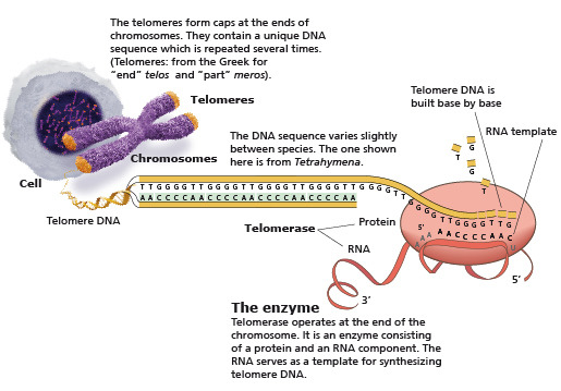 Telomere & Telomerase