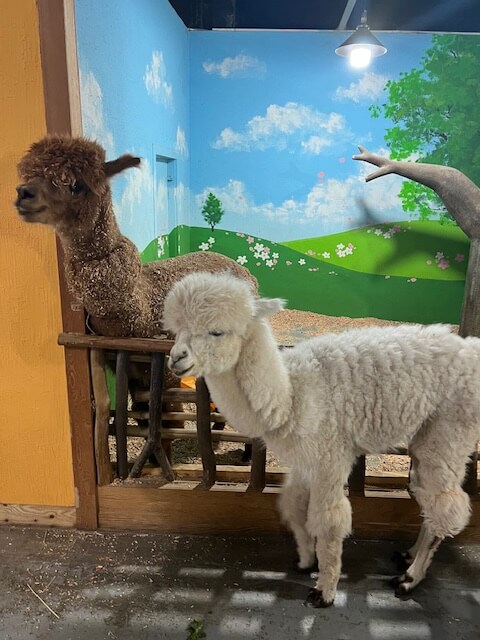 광주 패밀리랜드 벅스랜드 알파카