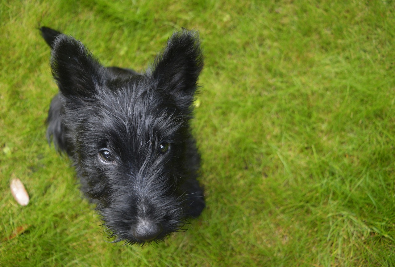스코티시 테리어(Scottish Terrier)3
