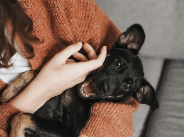 펫보험 비교: 가입 전 필수 체크리스트 5가지