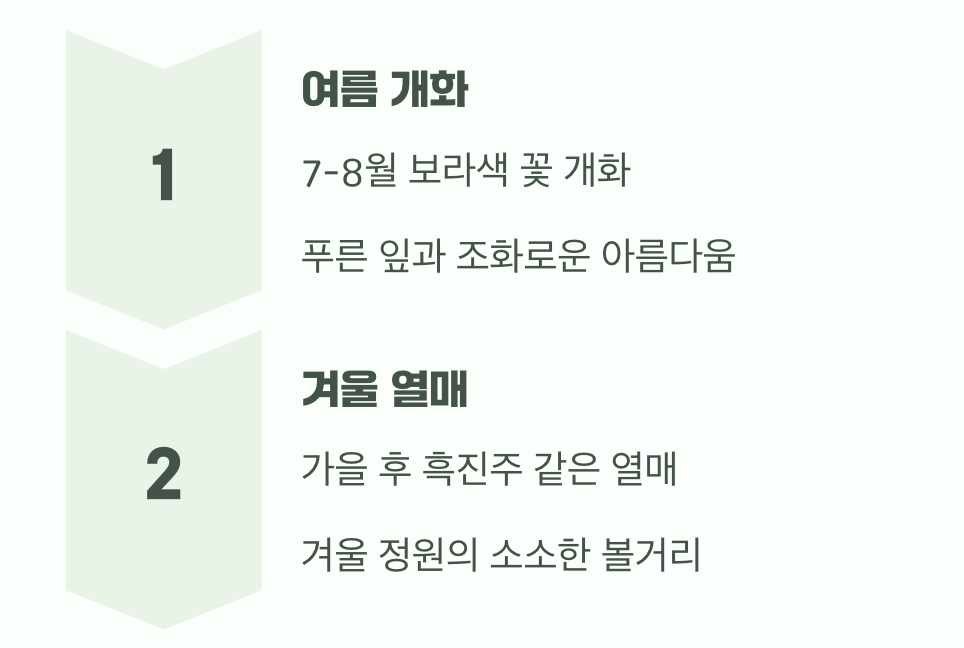 여름의 보랏빛 선물, 그리고 겨울의 흑진주