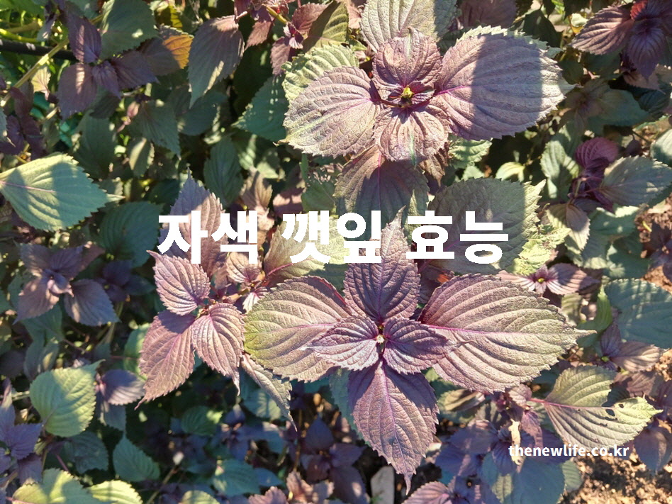 자색 깻잎 효능과 자소엽의 특징을 잘 보여주는 대표 실물 사진