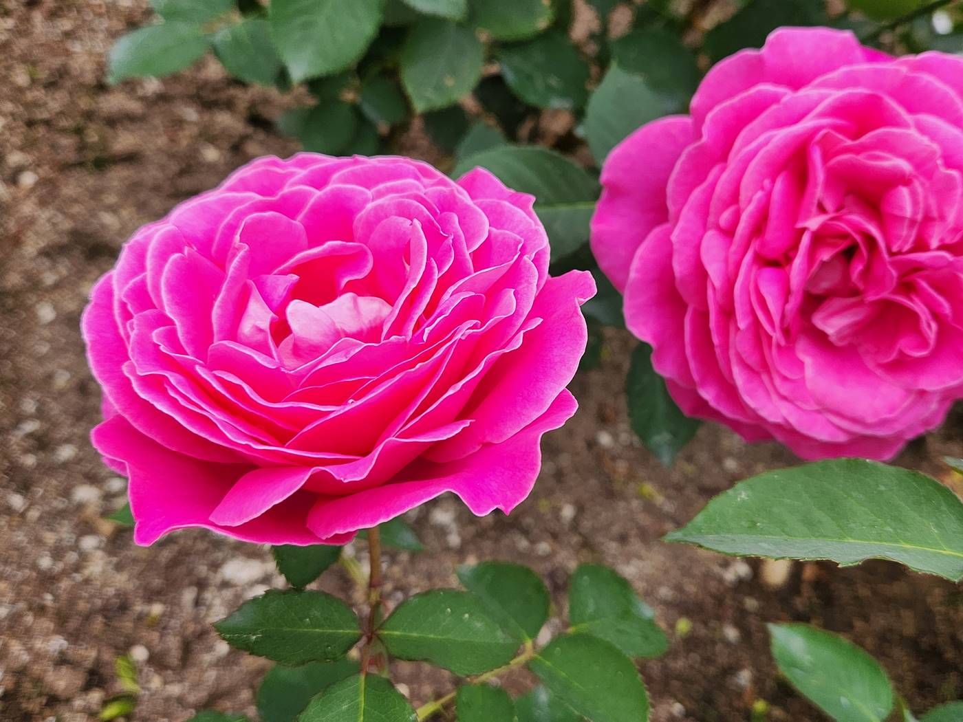 장미 핑크피스 Pink Peace