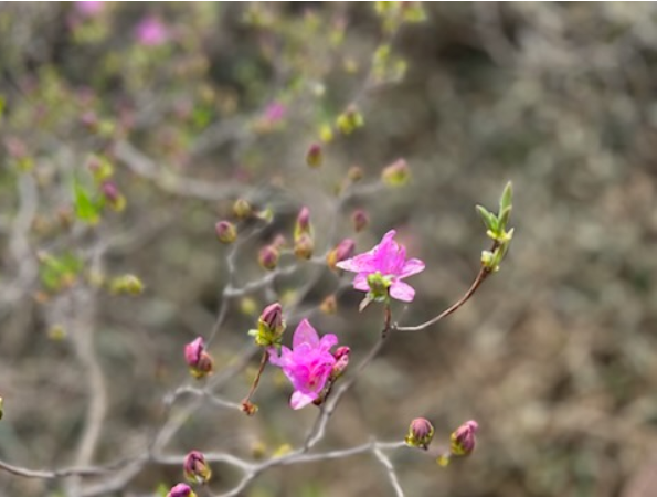 일림산 철쭉 축제 개화상황