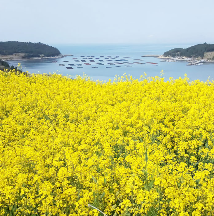 진도 유채꽃