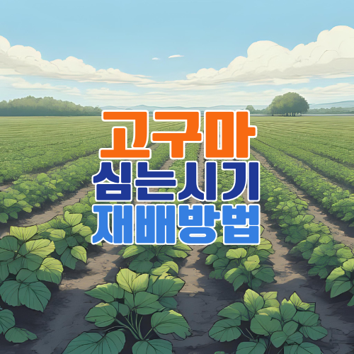고구마 심는 시기와 재배법 총정리 – 초보자도 쉽게 키우는 고구마 모종 심는법