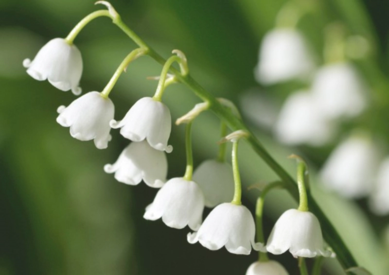 은방울꽃 부케 꽃말 포토 및 서인영 부케 은방울꽃 키우기