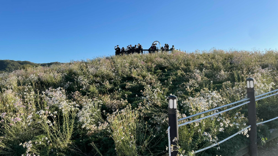 양주 나리농원 꽃 축제