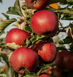 만성 신부전에 좋은 음식 영양제 식단