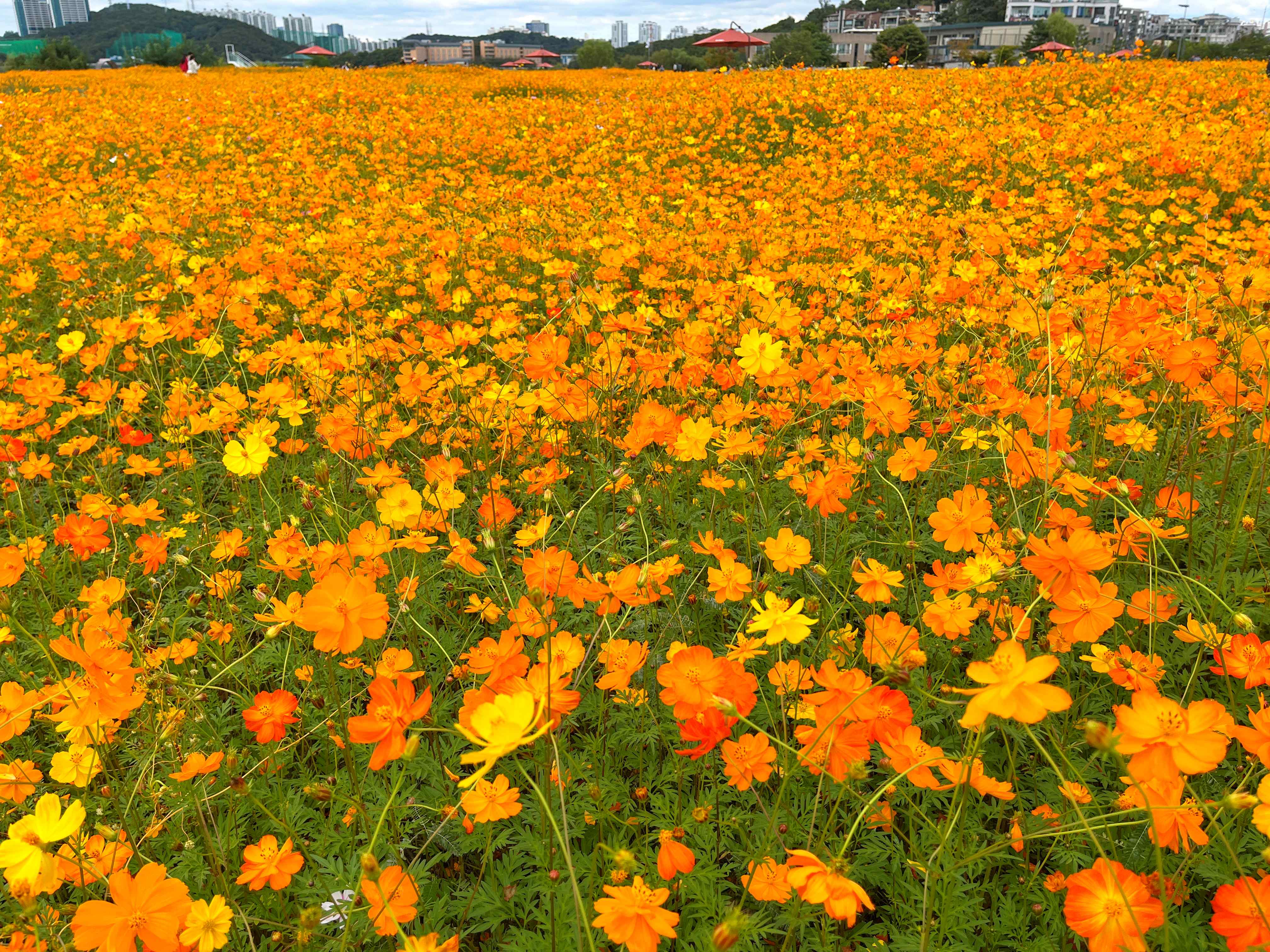 용인 기흥 호수공원