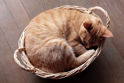 바구니에서 자는 고양이.