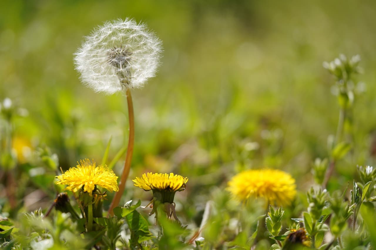 음성 감정 인식 스마트팜: 기분에 따라 반응하는 식물 공간의 가능성